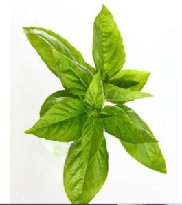 Basil Oil