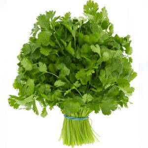 Coriander