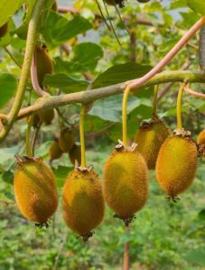Kiwi Fruit