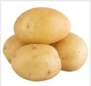 Fresh Potato