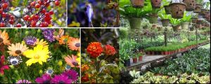 Ornamental Plants