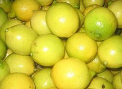 Fresh Yellow Lemon