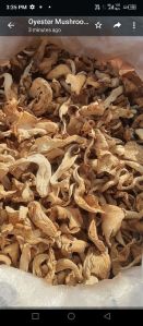 Dry Oyster Mushroom