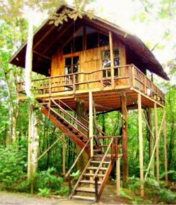 Bamboo Tree House