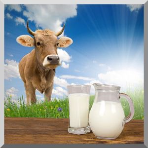 Cow Milk