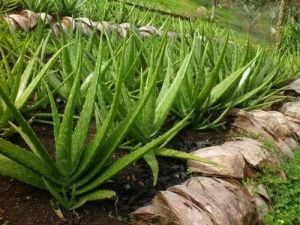 Organic Aloevera Plant