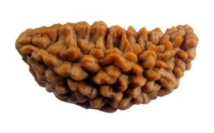 mukhi rudraksha