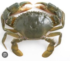 Mud Crab