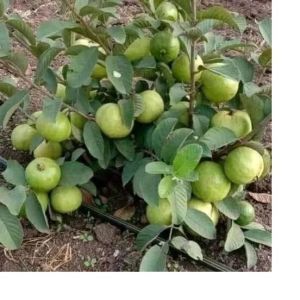 Guava Plant