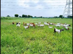 goat farming services