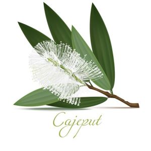 Cajeput Essential Oil