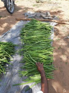 Moringa Oleifera