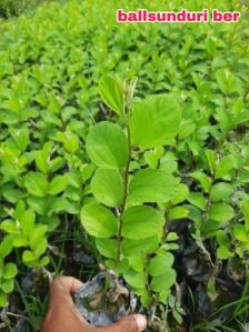 Apple Ber plant