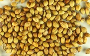 dried coriander seeds