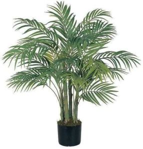 Areca Palm Plant