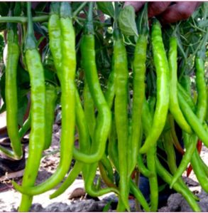 Hybrid Green Chilli