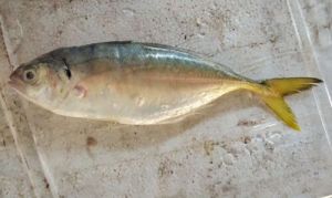 Fresh Indian Mackerel Fish