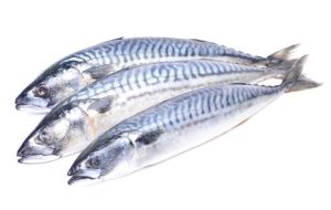 Mackerel Fish