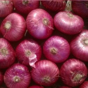 Organic Onion