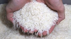 Raw Rice