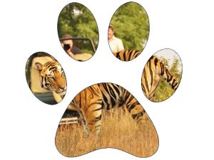 Tiger Safari