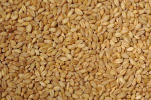 bansi wheat