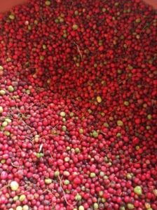 Red Shatavari Seeds