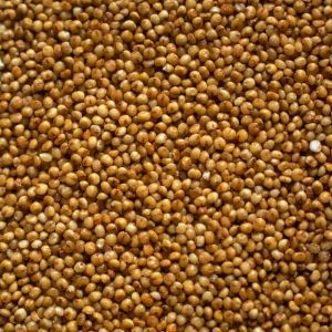 Organic kodo millet