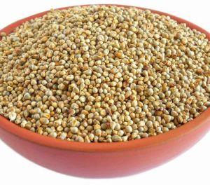 Organic Pearl Millet