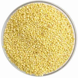 Organic Proso Millet