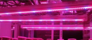 Led Grow Light