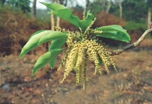Bhomora Plant