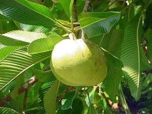 Dillenia Indica Plant