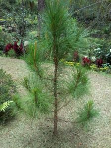 Khasi Pine Plant