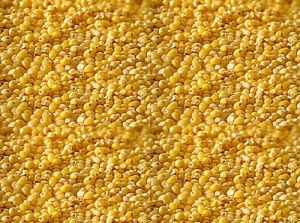 Organic Foxtail Millet