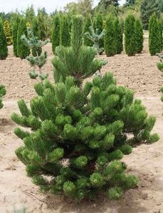 Australian Pine Plant