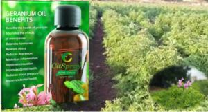 natural geranium oil