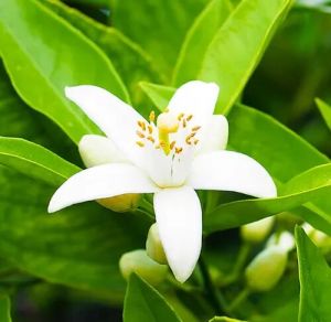 Neroli Essential Oil