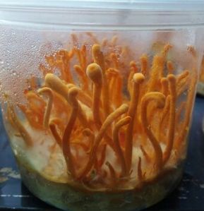 Cordyceps Militaris Mushrooms