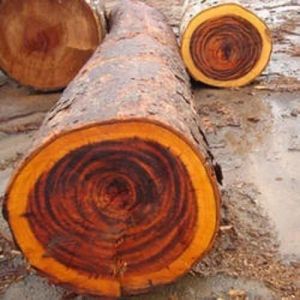 Rose Wood Round Log