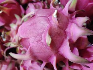 Dragon fruit pink