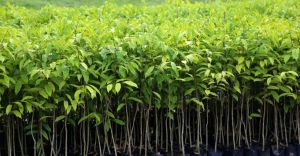 Agarwood Plant