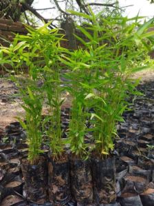 Dendrocalamus Strictus Bamboo Plant