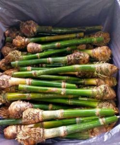 Dendrocalamus Giganteus Bamboo Plant