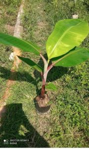 Red Banana Plant