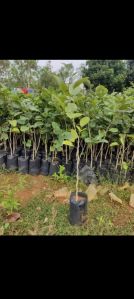 Red Sandalwood Plant