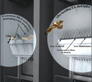 Bird Spikes