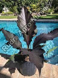 Black Dragon Plant