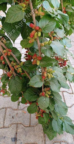 Chiang MAI 60 Mulberry Plant