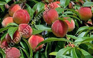 Peach Plant